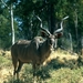 kudu