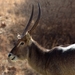 waterbok