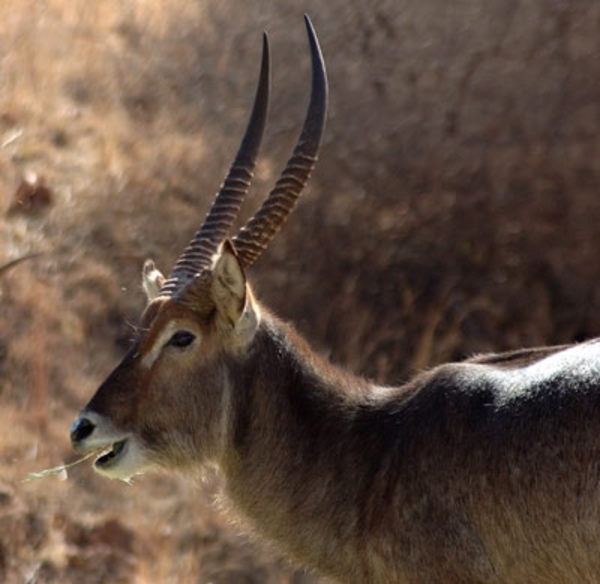 waterbok