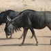 wildebeest