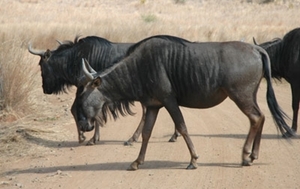 wildebeest