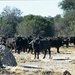 afrikaanse buffel