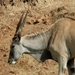 eland