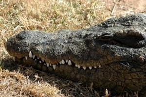 krokodil