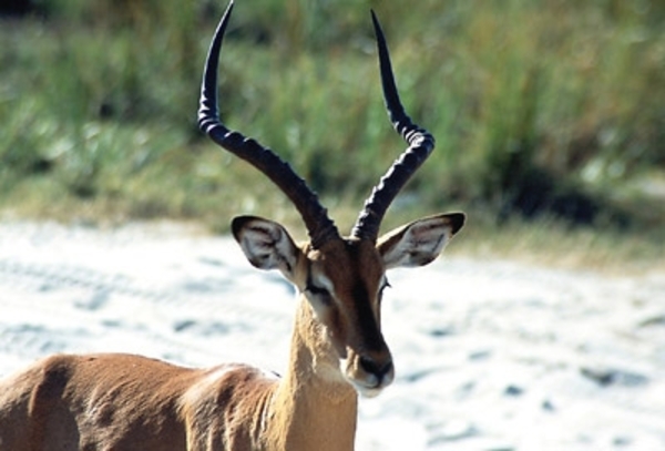 impala