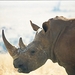 witte neushoorn