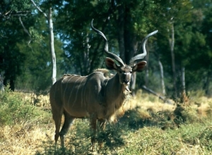 kudu