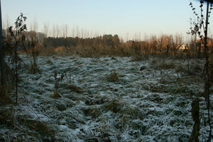 Winter in de meersen.