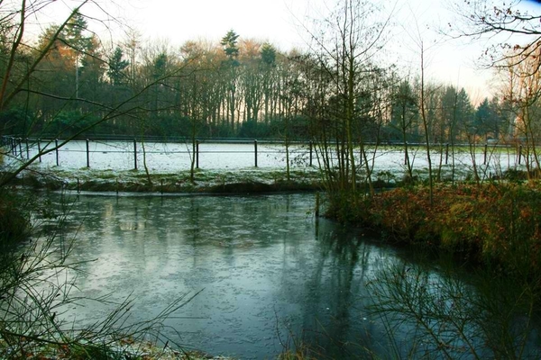 Bevroren vijver.