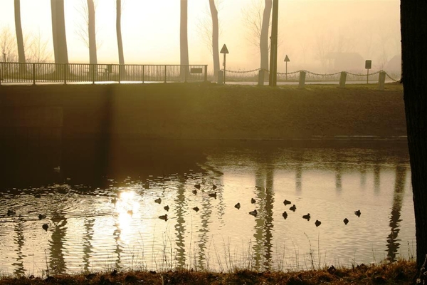 Watervogels zoeken de wakken op