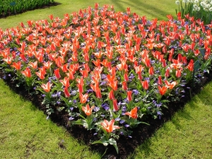 Keukenhof 17 Marion