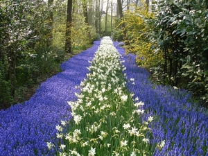 Keukenhof 22 Marion