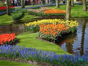 Keukenhof 48 Marion