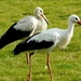 op wandel