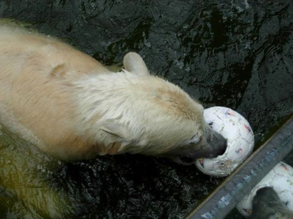 Speelse Knut in de Berlijnse Dierentuin