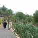 199 Cactustuin