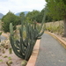 201 Cactustuin