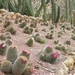 202 Cactustuin