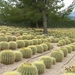 204 Cactustuin