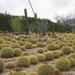 205 Cactustuin