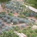 206 Cactustuin