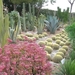 210 Cactustuin