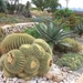 211 Cactustuin