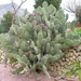 212 Cactustuin