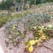213 Cactustuin