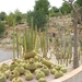 216 Cactustuin