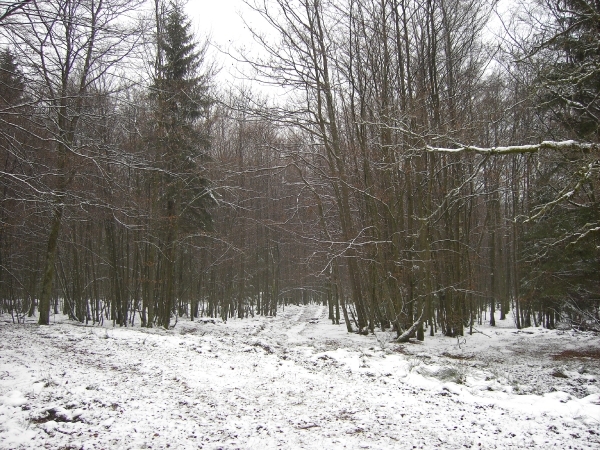PICT0017