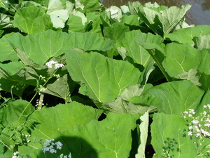 Grote hoefblad