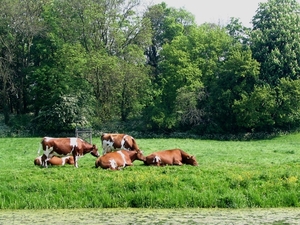 Rode koeien