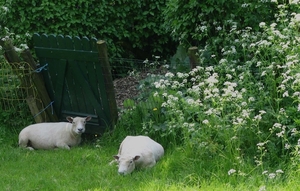 Schapen