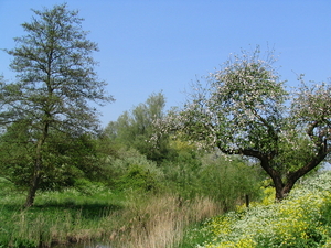 't Is lente