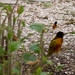 Prachtige vogeltjes in het domein