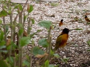 Prachtige vogeltjes in het domein