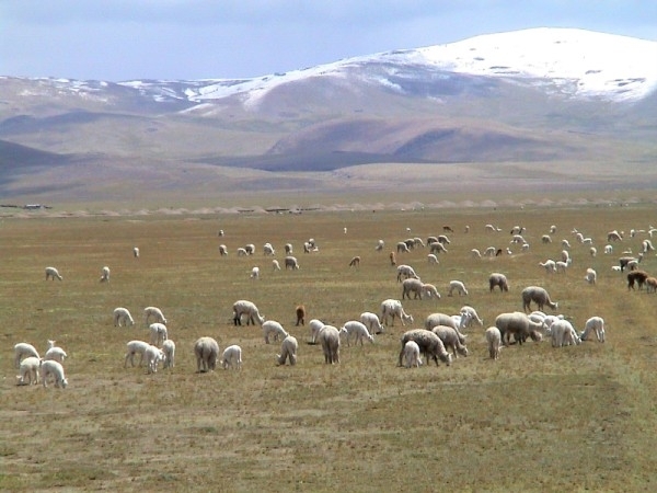 150_lamas