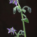 Borago II