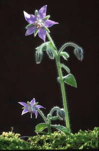 Borago II