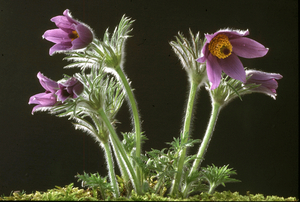 Bosje bloemen