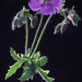 Geranium II