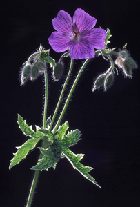 Geranium II