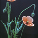 Papaver