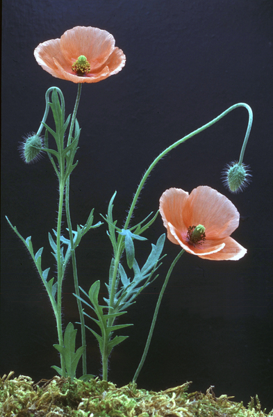 Papaver