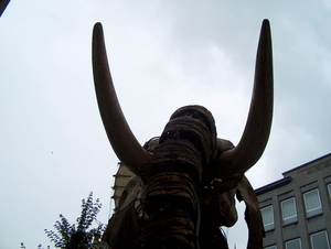 olifant (26)