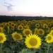 zonnebloemen