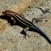 skink