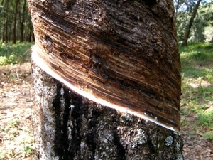 rubberboom2
