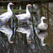 spiegelbeeld